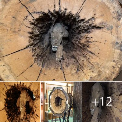Unbelievable Discovery: Perfectly Preserved Mummified Dog Found Trapped Inside Tree Trunk After 20 Years.