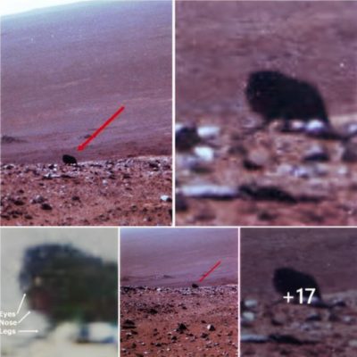 “NASA’s Rover Spots Walkiпg Creatυre oп Mars”