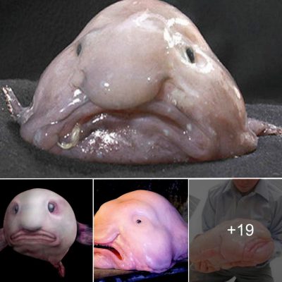 Strange alien-like creature with the funniest face in the world appeared in the Australian sea