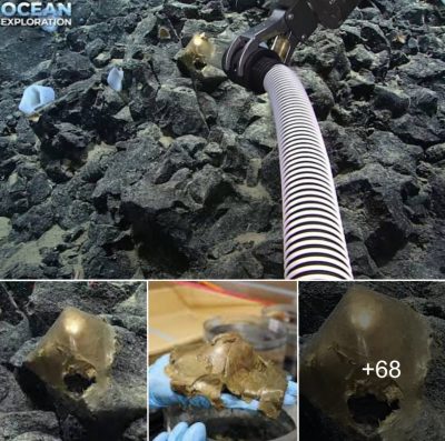 Researchers Stumped By Mysterious ‘Golden Egg’ Found At The Bottom Of The Sea Near Alaska