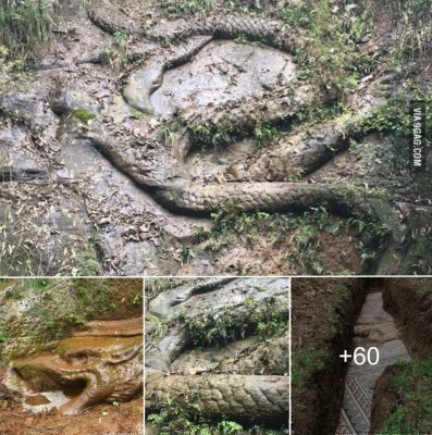 The 17m long fossilized dragon corpse was “deep asleep” in the swamp. When he got closer to 1 meter, he began to notice something unusual, causing everyone to run away.