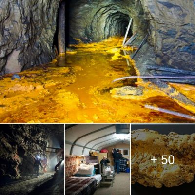 The “loneliest” gold mine in the world: The surrounding is covered with gold but no one dares to exploit it, mentioning it makes you shudder