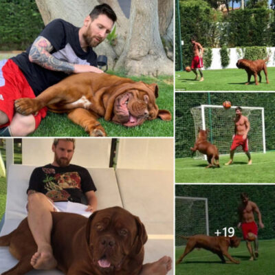 Messi Enjoys a Game of Soccer with His Beloved Pet – Lionel Messi’s Adorable Puppy Now Bigger Over Him