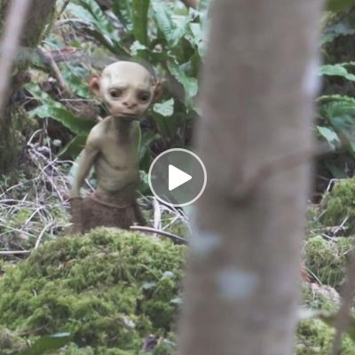 Explorers accidentally filmed an alien creature traveling in the forest
