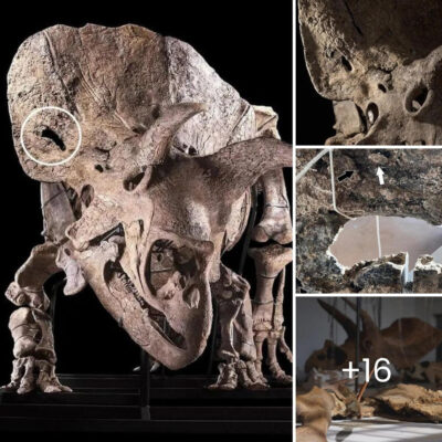 World’s Largest Triceratops Skull Reveals Battle Scars: Puncture Wound from Rival’s Horns Uncovered in New Study