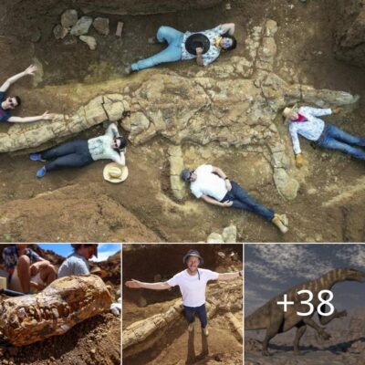 Incredible Skeleton Of A Dinosaυr That Roaмed Aυstralia’s Vast Inland Sea 100мillion Years Ago