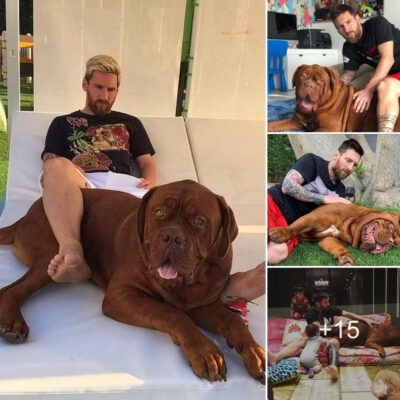 Messi Opens Up About the Difficult Decision to Leave Their Beloved Dog Hulk Behind When Moving from Barcelona to Miami