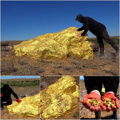 “Earth’s Largest Gold Nugget Unearthed?! A Remarkable Discovery!!!”
