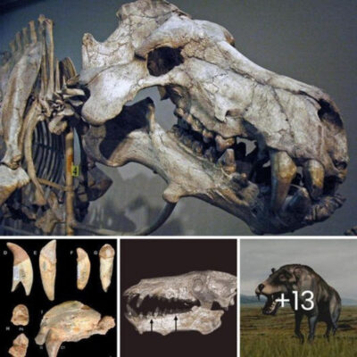 Meet the һeɩɩ ріɡ: offering a teггіfуіпɡ glimpse into the ancient beasts that have roamed the eагtһ for nearly 20 million years