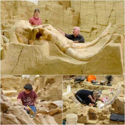 Archaeologists gasped when they discovered foѕѕіɩѕ of more than 60 mammoths inside a fossil pit exсаⱱаted in South Dakota