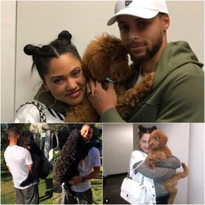 Meet Rookie, the Adorable Puppy: Steph Curry’s Loyal Companion with a Fluffy Marshmallow Coat and Gentle Demeanor