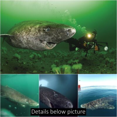Scientists Discover 400-Year-Old Greenland Shark Likely Born Around 1620 ‎