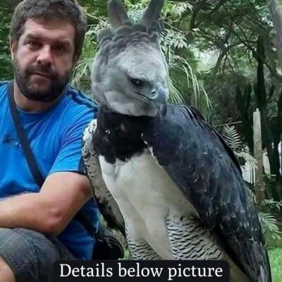 The man was suddenly confronted by the world’s most mysterious and peculiar bird