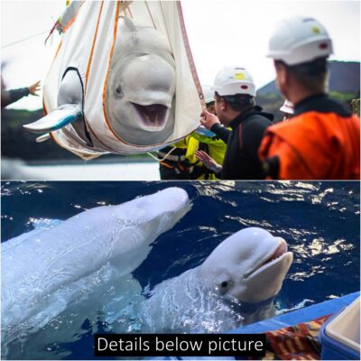 Two Beluga Whales Overjoyed to Be Saved from Performance Captivity in China